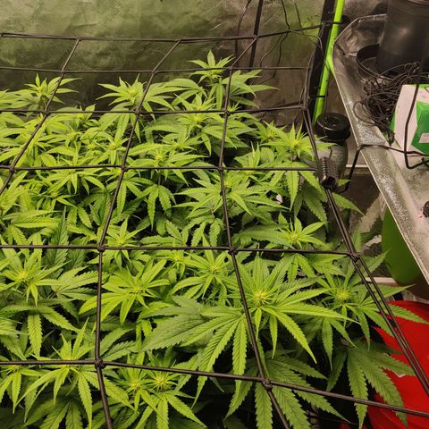Mini growlog timeline photo