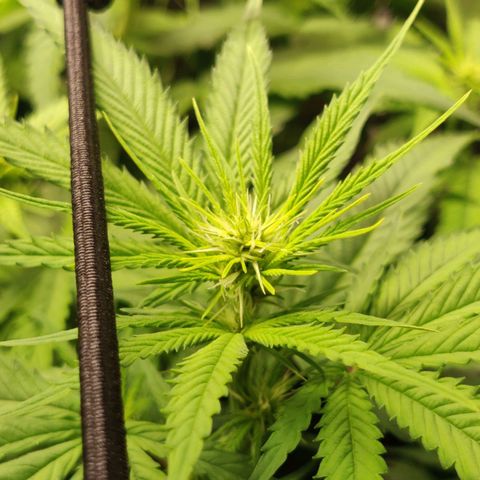 Mini growlog timeline photo
