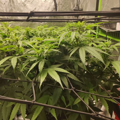 Mini growlog timeline photo