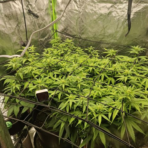 Bigs growlog timeline photo