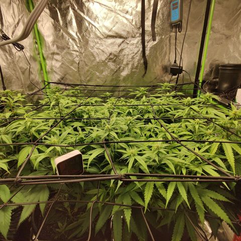 Bigs growlog timeline photo