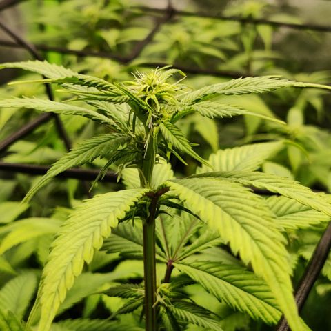 Bigs growlog timeline photo