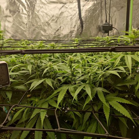 Mini growlog timeline photo