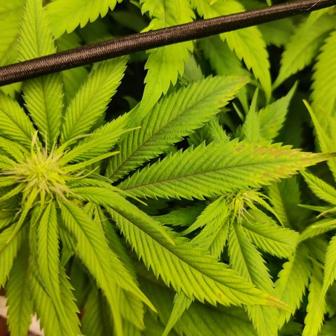 Bigs growlog photo: Spots forming