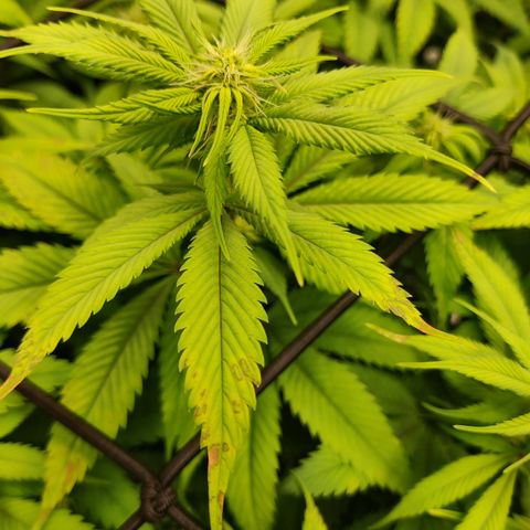 Bigs growlog photo: Spots forming
