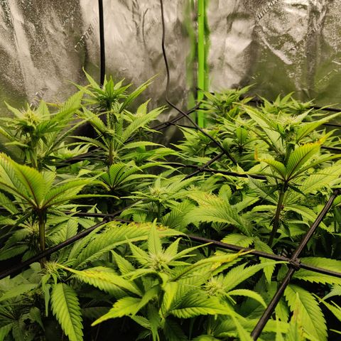 Bigs growlog timeline photo
