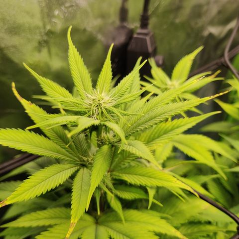 Bigs growlog timeline photo