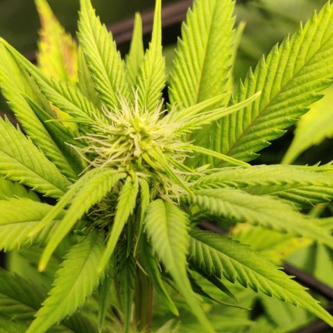 Bigs growlog timeline photo