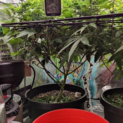 Bigs growlog timeline photo