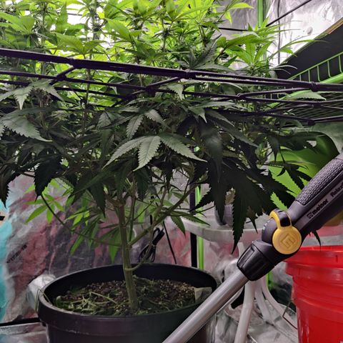 Mini growlog timeline photo