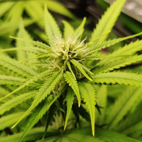 Mini growlog timeline photo