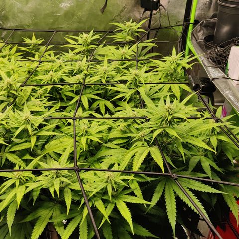 Mini growlog timeline photo