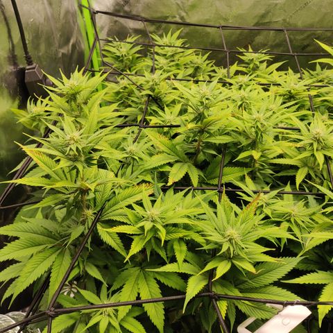 Bigs growlog timeline photo
