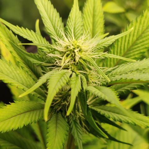 Bigs growlog timeline photo