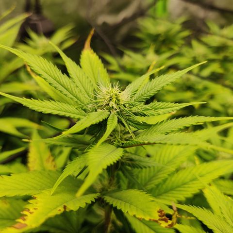 Bigs growlog timeline photo