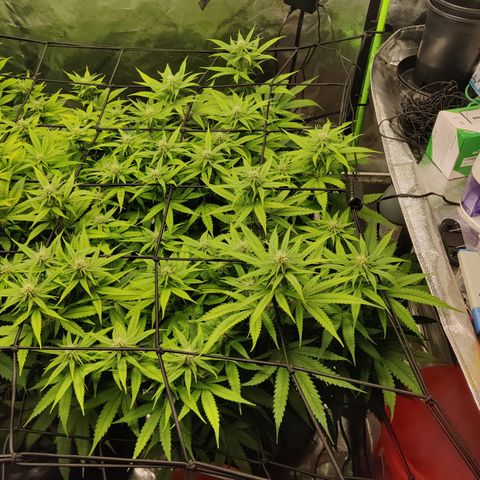 Mini growlog timeline photo