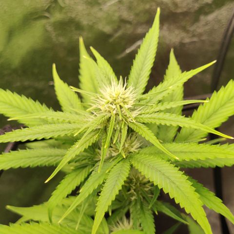 Mini growlog timeline photo