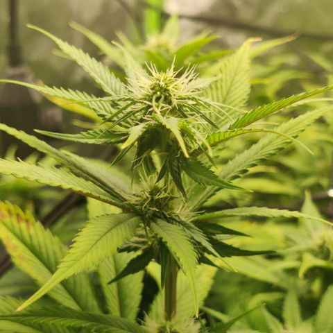Bigs growlog timeline photo