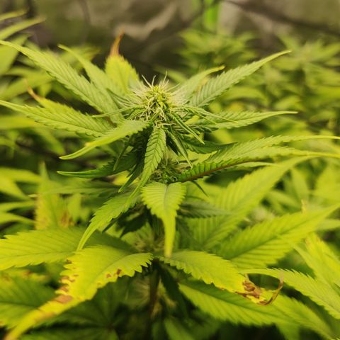 Bigs growlog timeline photo