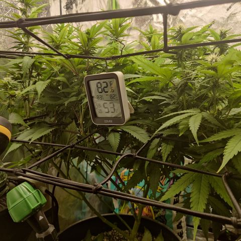 Bigs growlog timeline photo