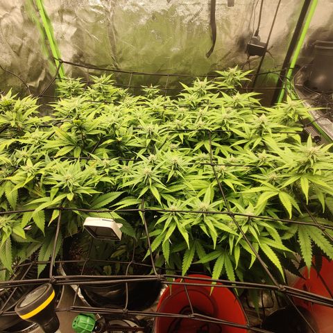 Bigs growlog timeline photo