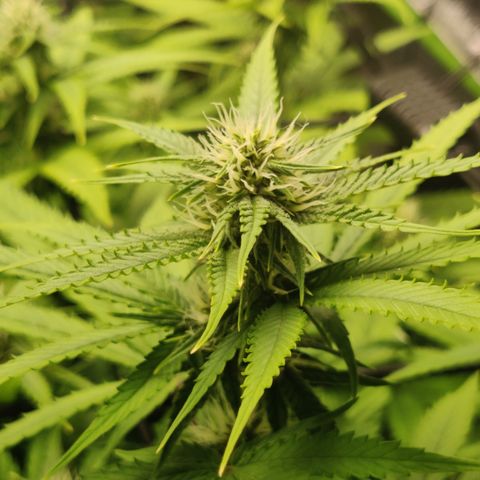 Mini growlog timeline photo