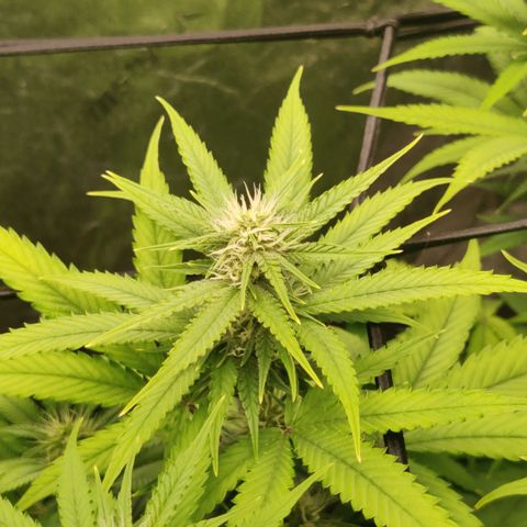 Mini growlog timeline photo