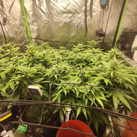 Mini growlog timeline photo