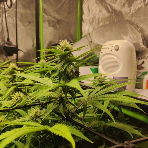 Mini growlog timeline photo