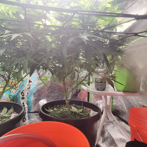 Mini growlog timeline photo