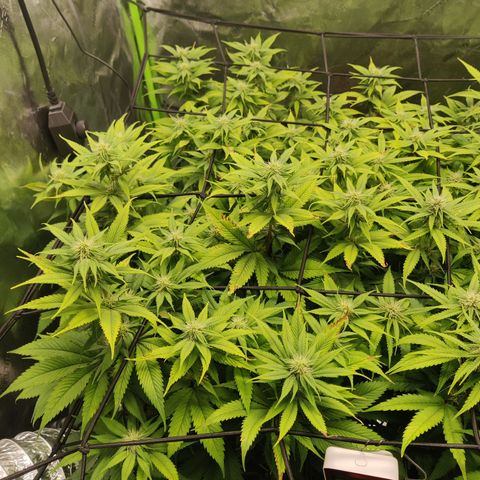 Bigs growlog timeline photo