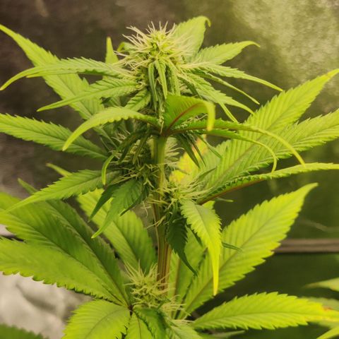 Bigs growlog timeline photo