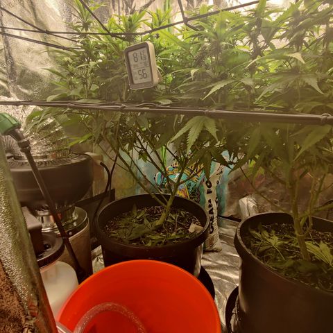 Bigs growlog timeline photo