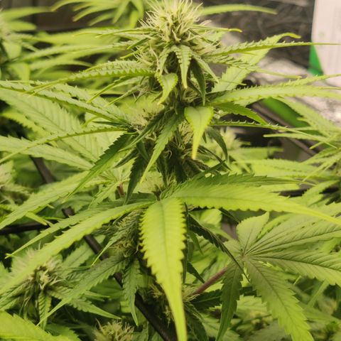 Mini growlog timeline photo