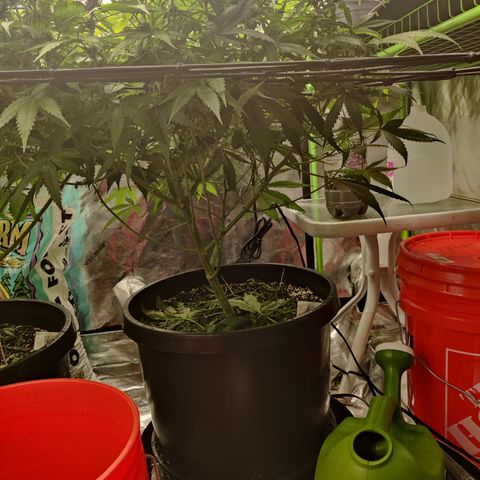 Mini growlog timeline photo