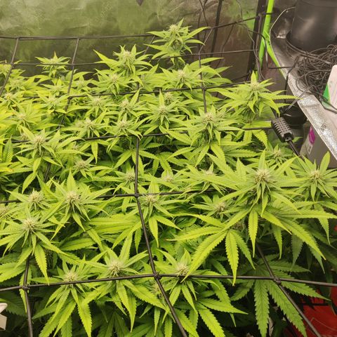 Mini growlog timeline photo