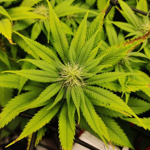 Bigs growlog timeline photo