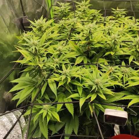 Bigs growlog timeline photo