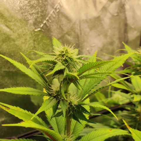 Bigs growlog timeline photo