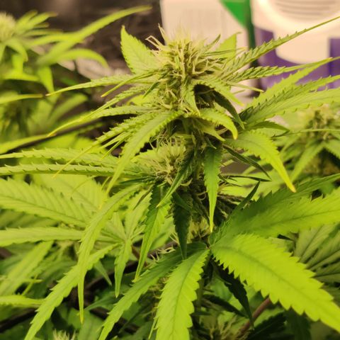 Mini growlog timeline photo