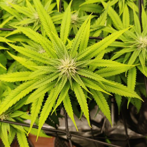 Mini growlog timeline photo