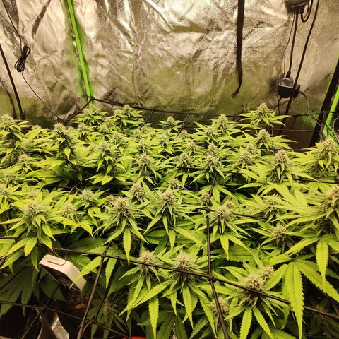 Bigs growlog timeline photo
