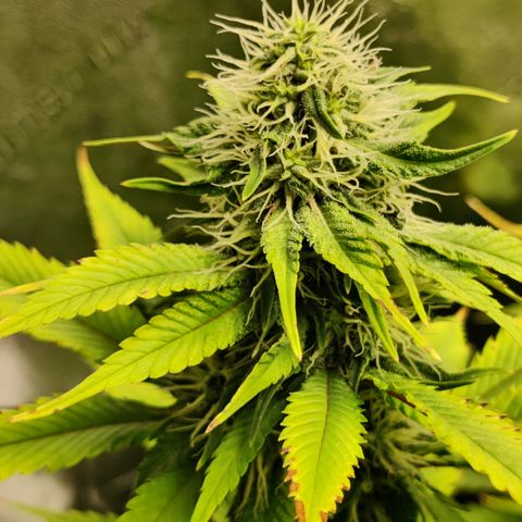 Bigs growlog timeline photo