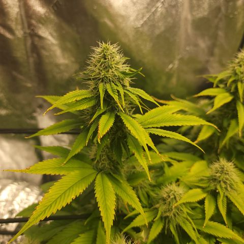 Mini growlog timeline photo