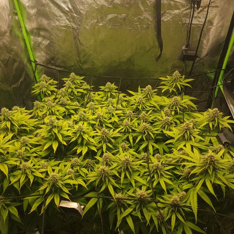 Mini growlog timeline photo