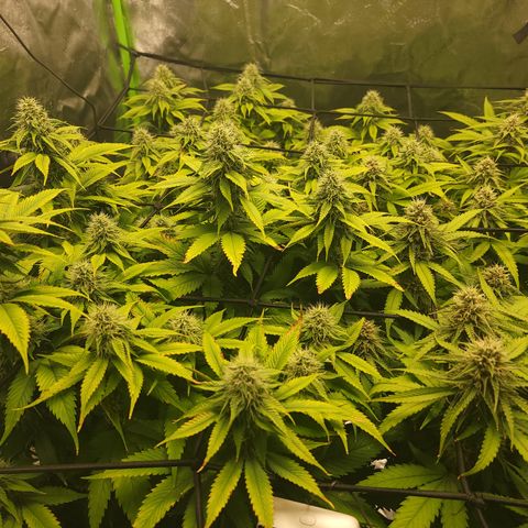 Mini growlog timeline photo