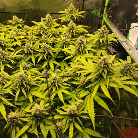 Bigs growlog timeline photo