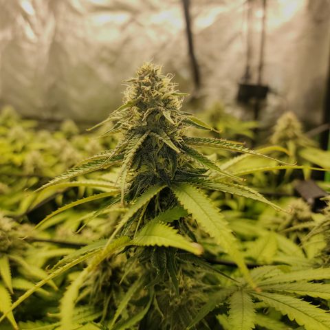 Bigs growlog timeline photo