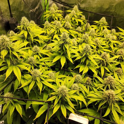 Bigs growlog timeline photo