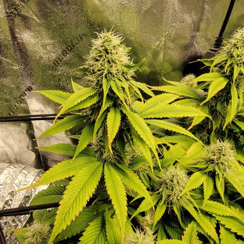 Bigs growlog timeline photo